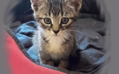 Matějíček z krabice hledá nový domov