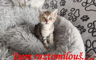 Kočička Elza ještě není zamluvená