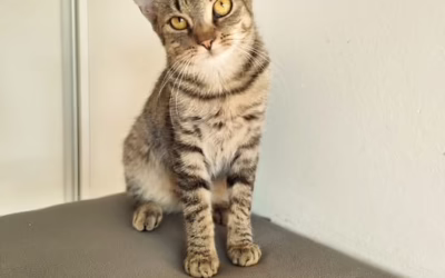 Kočička Messa už dlouho čeká na svůj domov