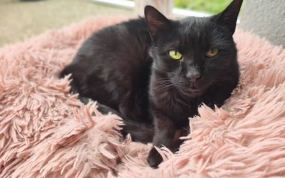 Jak kočička Paprička dostala své jméno