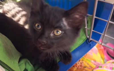 Do nového domova odjel také Miládek