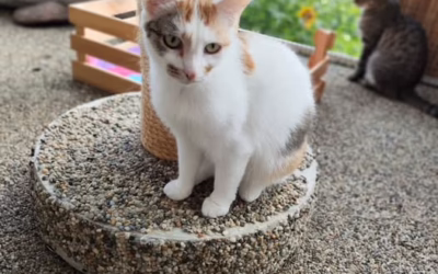 Kočička týdne: MIREČKA