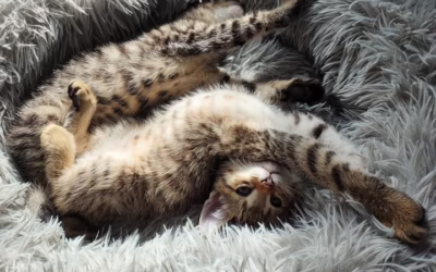 Dnešní dávka rostomilosti