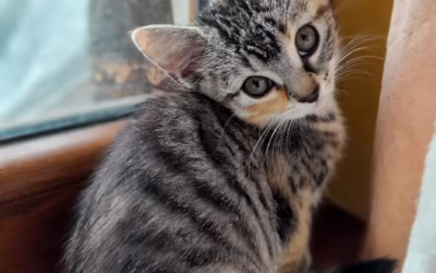 Elenka čeká na svého páníčka