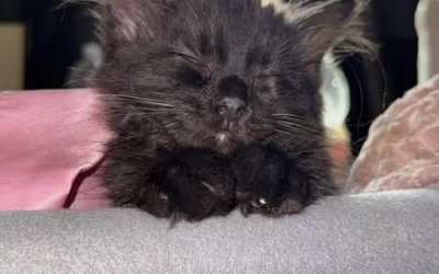 Eliášek odjel do nového domova