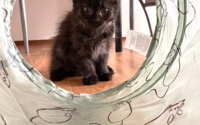 Matoušek odjel do nového domova