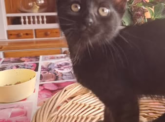 A také Laurinka odjela do nového domova