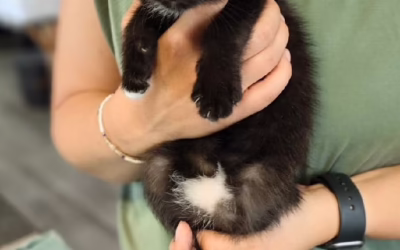 Pozdrav od kočičích sourozenců