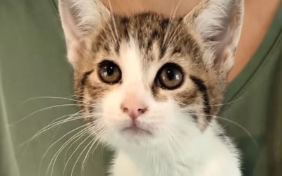 Evelínka čeká na svého páníčka