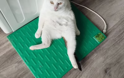 Prostě kocourek Mikko :D