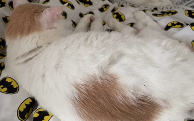 Do nového domova odjela kočička Mia