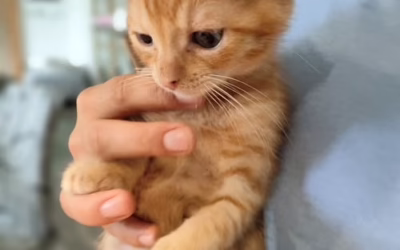 Pozdrav od maličkého Felixe