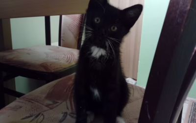 A domů také odjel kocourek z krabice Bořeček