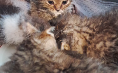 Opět akutní příjem :(