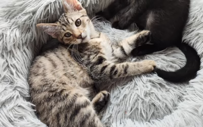 Pepíček hledá domov