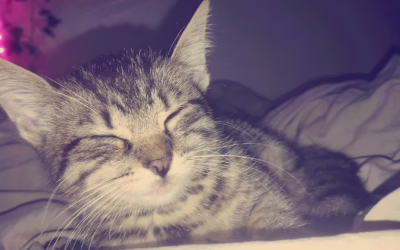 Do nového domova odjel kocourek Kvído