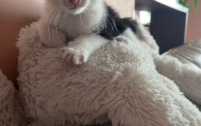 Do nového domova odjel Dominiček