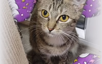 Kočička týdne: HVĚZDIČKA