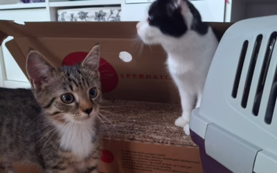 Do nového domova odjeli dva kamarádi, Arnoštek s Kulíškem