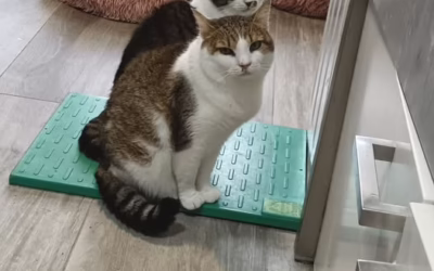 Na vyhřívanou podložku se stojí fronty :D