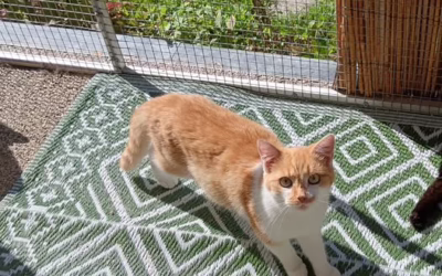 Krásná plašší Hélinka čeká na svůj domov