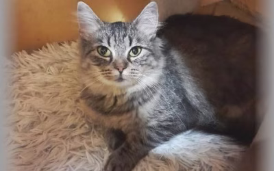 Dorotka stále čeká na domov