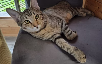 Kocourek Pepíček se také ještě domova nedočkal