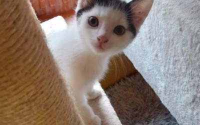 Hledáme domov pro úžasňáka Boríska