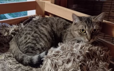 Kočička Hvězdička