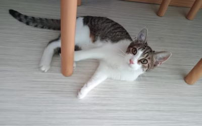 Do nového domova odjela Evelínka