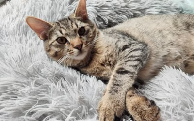 A stejně tak brácha Honzíček