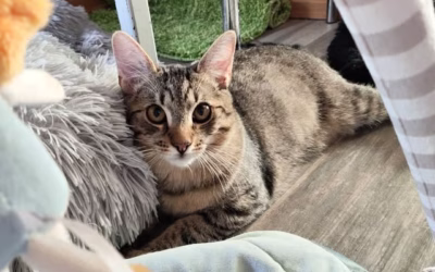 Kocourek týdne: Honzíček