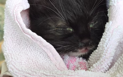 A ještě jeden nový příjem