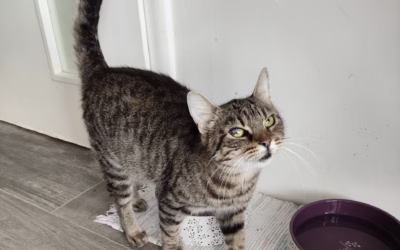 Anežka se chystá na operaci se zoubky