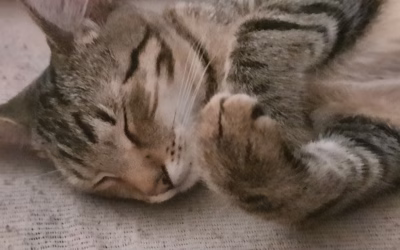 Do nového domova odjel Pepíček