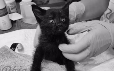 Opustil nás malinký Pája :(