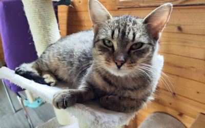 Lucinka hledá nový domov