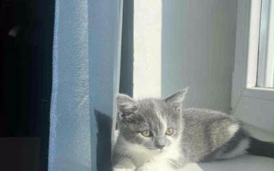 Do nového domova odjela Bejby