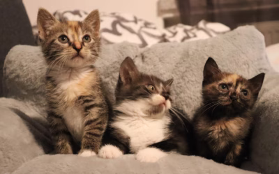 Prckové posílají pozdrav