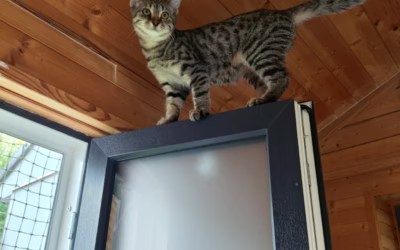 KOCOUREK TÝDNE: RÍŠÁNEK