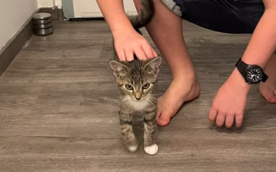 Do nového domova odjela Andrejka