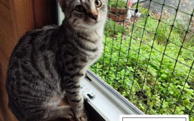 KOCOUREK TÝDNE: RÍŠÁNEK