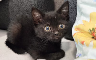 Důležitá zpráva – Jája