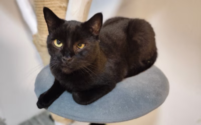 Muffinek přeje krásné sny