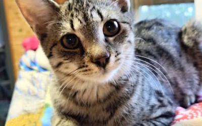 Kocourek týdne: RÍŠÁNEK