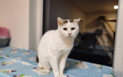 Makadamka přeje krásné sny