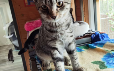 Kocourek týdne: RÍŠÁNEK