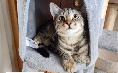 Kocourek týdne: Ríšánek