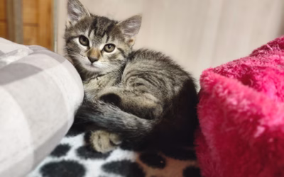 Míša přeje krásné ráno