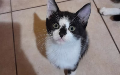 I Barnabášek hledá nový domov!